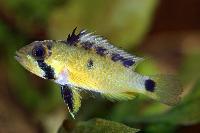 Apistogramma atahualpa