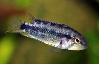 Apistogramma atahualpa