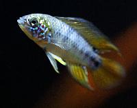 Apistogramma borelli
