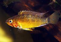 Apistogramma paulmuelleri