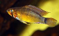Apistogramma paulmuelleri