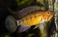 Apistogramma paulmuelleri