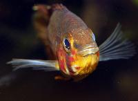 Apistogramma paulmuelleri