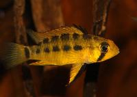 Apistogramma paulmuelleri
