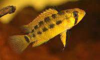 Apistogramma paulmuelleri