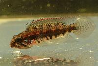Apistogramma psammophila