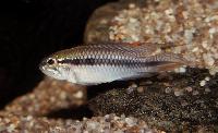 Apistogramma gephyra