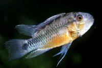 Apistogramma atahualpa