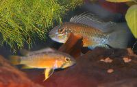 Apistogramma atahualpa