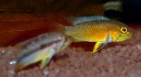 Apistogramma atahualpa