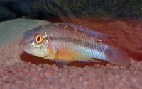 Apistogramma atahualpa