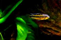 Apistogramma atahualpa