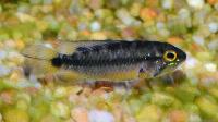Apistogramma atahualpa