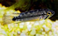 Apistogramma atahualpa