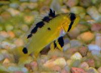 Apistogramma atahualpa
