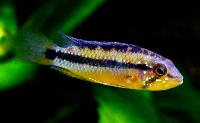 Apistogramma atahualpa