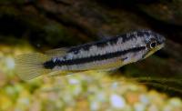 Apistogramma atahualpa
