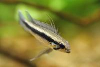 Apistogramma elizabethae, Vildfångad