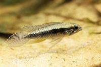 Apistogramma elizabethae, Vildfångad