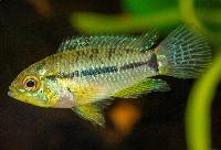 Apistogrammoides pucallpaensis