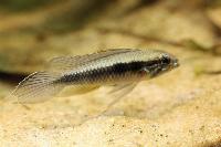 Apistogrammma elizabethae