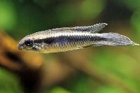 Apistogrammma elizabethae