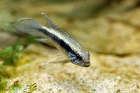 Apistogrammma elizabethae