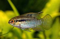 Laetacara curviceps