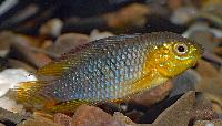 Apistogrammma borelli, gul