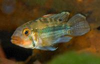 Apistogramma norberti