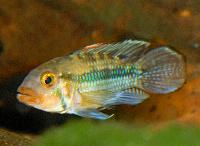 Apistograma norberti