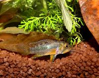 Apistogramma norberti