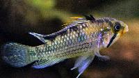 Apistogramma norberti