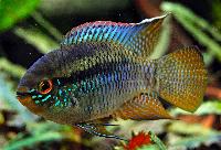 Laetacara curviceps