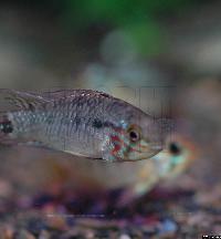 Apistogramma sp. "smaragd santa rem"