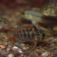 Apistogramma sp. "amapa guttata"