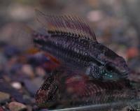 Apistogramma bitaeniata "blue marine"