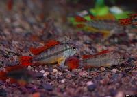 Apistogramma cacatuoides "flächig rot"