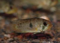 Apistogramma rositae