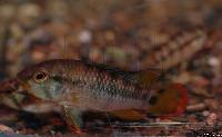Apistogramma sp. "inka"