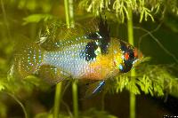 Mikrogeophagus ramirezi