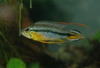 Apistogramma agassizii "Alenquer"