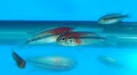 Apistogramma sp.