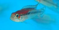 Apistogramma sp.