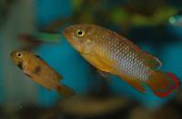Apistogramma nijsseni