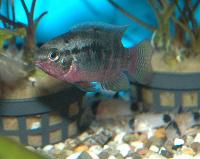 Laetacara dorsigera