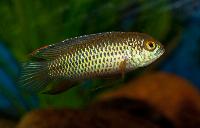 Nannacara anomala