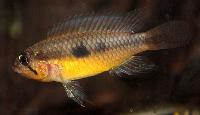 Apistogramma iniridae
