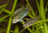 Apistogramma sp. 'oroja'