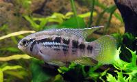 Laetacara araguaiae